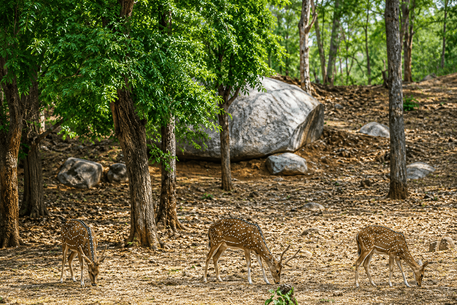 deer park