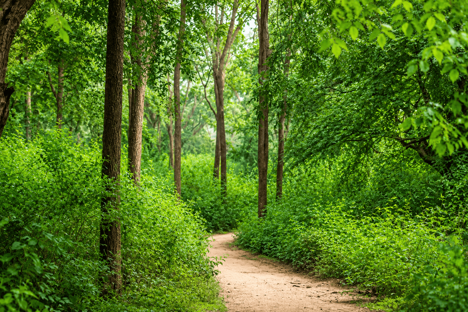 red sanders park