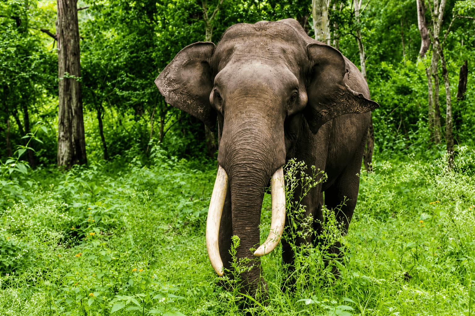 Gallery koundinya wildlife sanctuary